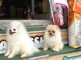 Pomeranian Yavrularımız Hazır