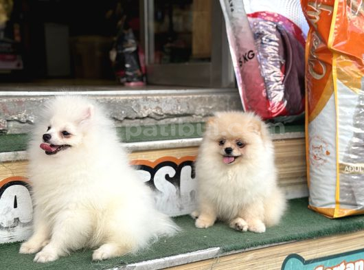 Pomeranian Yavrularımız Hazır görsel