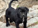 DEV İTALYAN MASTİF CANE CORSO YAVRULARIMIZ
