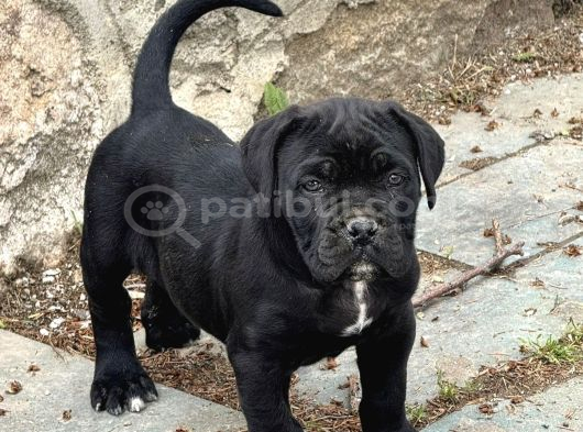 Dev İtalyan Masti̇f Cane Corso Yavrularimiz