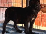 Dev İtalyan Masti̇f Cane Corso Yavrularimiz
