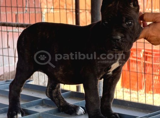 Dev İtalyan Masti̇f Cane Corso Yavrularimiz görsel