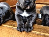 Dev İtalyan Masti̇f Cane Corso Yavrularimiz