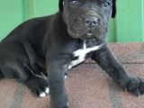 Dev İtalyan Masti̇f Cane Corso Yavrularimiz