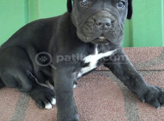 Dev İtalyan Masti̇f Cane Corso Yavrularimiz görsel