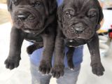 Dev İtalyan Masti̇f Cane Corso Yavrularimiz