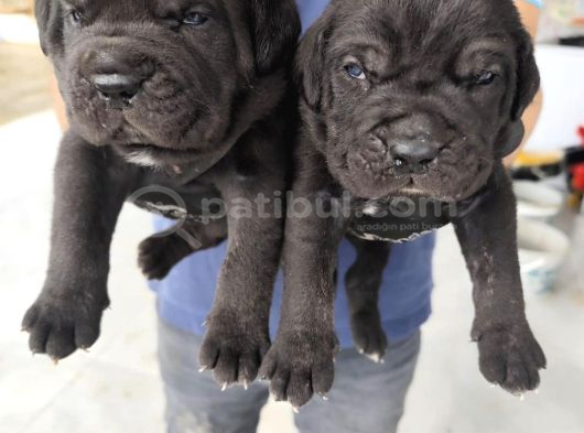 Dev İtalyan Masti̇f Cane Corso Yavrularimiz görsel