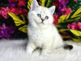 Anne Altından Safkan Yavrular