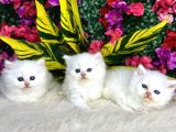 Anne Altından Safkan Yavrular