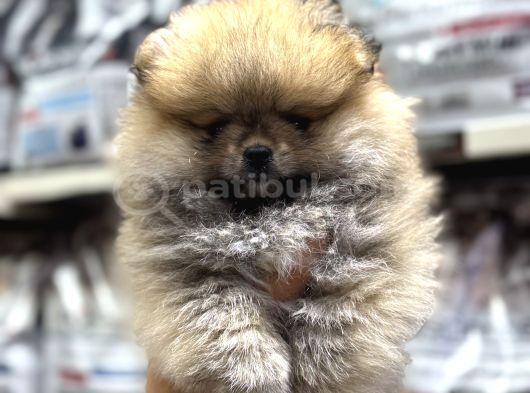 Her Renk Pomeranian Yavrumuz Mevcut Arayabilirsiniz