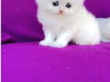 Kartopu British Longhair Erkek Bebek