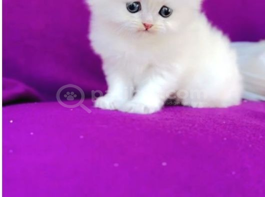 Kartopu British Longhair Erkek Bebek görsel