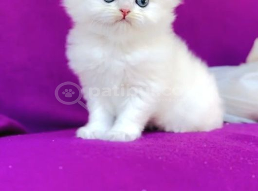 Kartopu British Longhair Erkek Bebek görsel