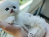 Kartopu British Longhair Erkek Bebek
