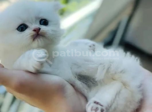 Kartopu British Longhair Erkek Bebek görsel