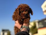 Show Kalite Redbrown Kore Toy Poodle Yavrularımız