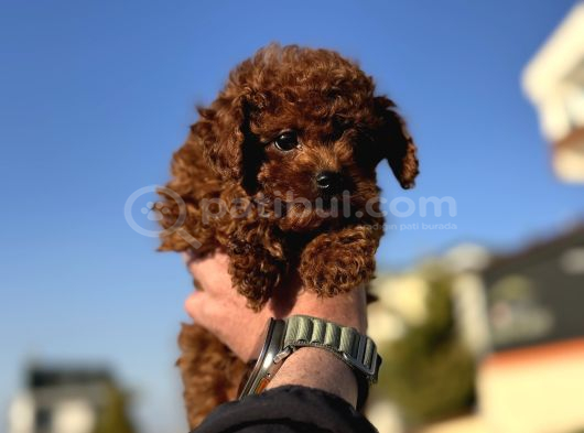 Show Kalite Redbrown Kore Toy Poodle Yavrularımız görsel