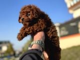 Show Kalite Redbrown Kore Toy Poodle Yavrularımız