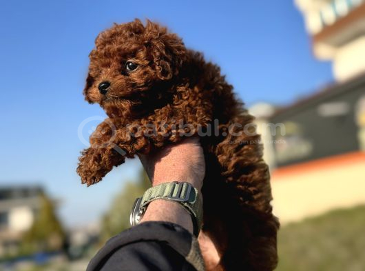 Show Kalite Redbrown Kore Toy Poodle Yavrularımız görsel