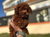 Show kalite redbrown kore toy poodle yavrularımız