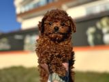 Show Kalite Redbrown Kore Toy Poodle Yavrularımız