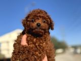 Show Kalite Redbrown Kore Toy Poodle Yavrularımız