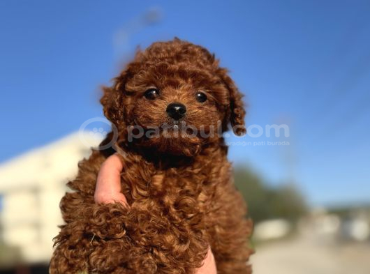 Show Kalite Redbrown Kore Toy Poodle Yavrularımız görsel