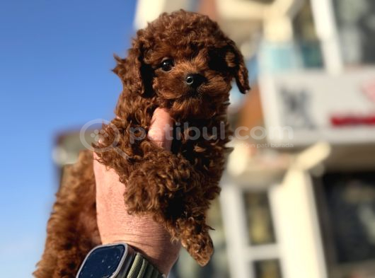 Show Kalite Redbrown Kore Toy Poodle Yavrularımız görsel