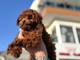 Show Kalite Redbrown Kore Toy Poodle Yavrularımız