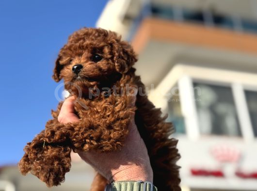 Show Kalite Redbrown Kore Toy Poodle Yavrularımız görsel