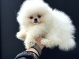 Tea Cup Teddy Face Surat Pomeranian Yavrularımız