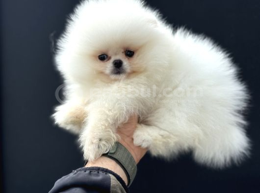 Tea Cup Teddy Face Surat Pomeranian Yavrularımız görsel