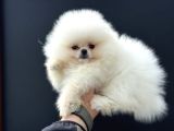 Tea Cup Teddy Face Surat Pomeranian Yavrularımız