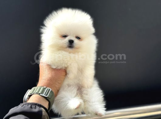 Tea Cup Teddy Face Surat Pomeranian Yavrularımız görsel