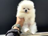 Tea Cup Teddy Face Surat Pomeranian Yavrularımız