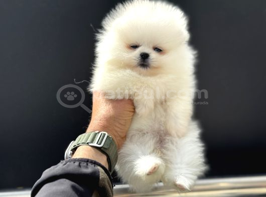 Tea Cup Teddy Face Surat Pomeranian Yavrularımız görsel