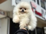 Tea Cup Teddy Face Surat Pomeranian Yavrularımız
