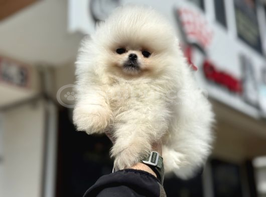 Tea Cup Teddy Face Surat Pomeranian Yavrularımız görsel