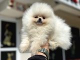 Tea Cup Teddy Face Surat Pomeranian Yavrularımız
