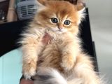 Show Kalite Longhair Golden British Yavrularımız