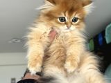 Show Kalite Longhair Golden British Yavrularımız