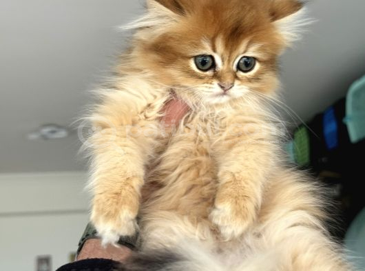 Show Kalite Longhair Golden British Yavrularımız görsel
