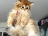 Show Kalite Longhair Golden British Yavrularımız