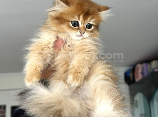 Show Kalite Longhair Golden British Yavrularımız görsel