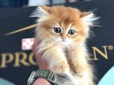 Show Kalite Longhair Golden British Yavrularımız