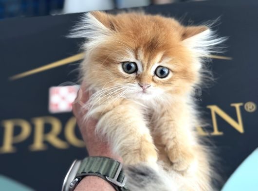 Show Kalite Longhair Golden British Yavrularımız görsel