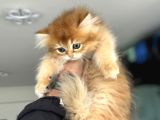 Show Kalite Longhair Golden British Yavrularımız