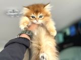 Show Kalite Longhair Golden British Yavrularımız