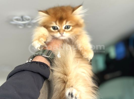Show Kalite Longhair Golden British Yavrularımız görsel
