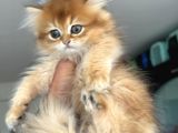 Show Kalite Longhair Golden British Yavrularımız